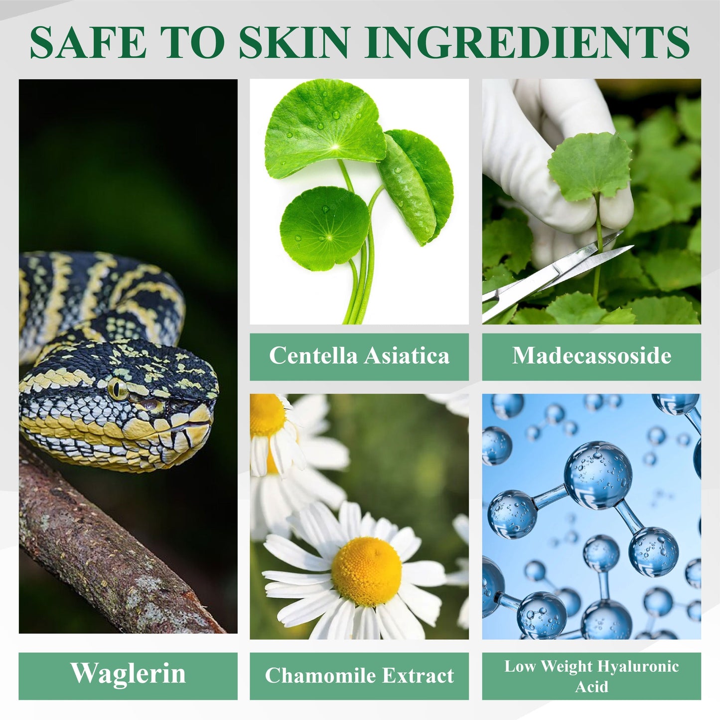 Snake Peptide Shingles Skincare Ampoules